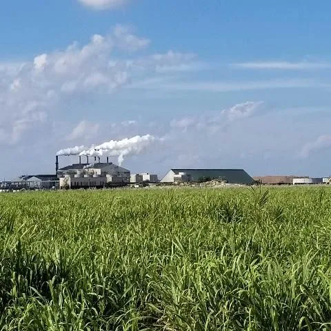thumbnail for publication: Florida Crop/Pest Profile: Sugarcane